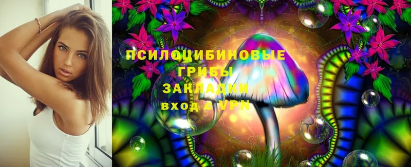 закладка  Завитинск  Галлюциногенные грибы Psilocybine cubensis 